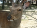 Miyajima